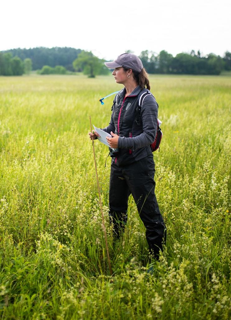 A student in a field for hands-on Bobolink bird research