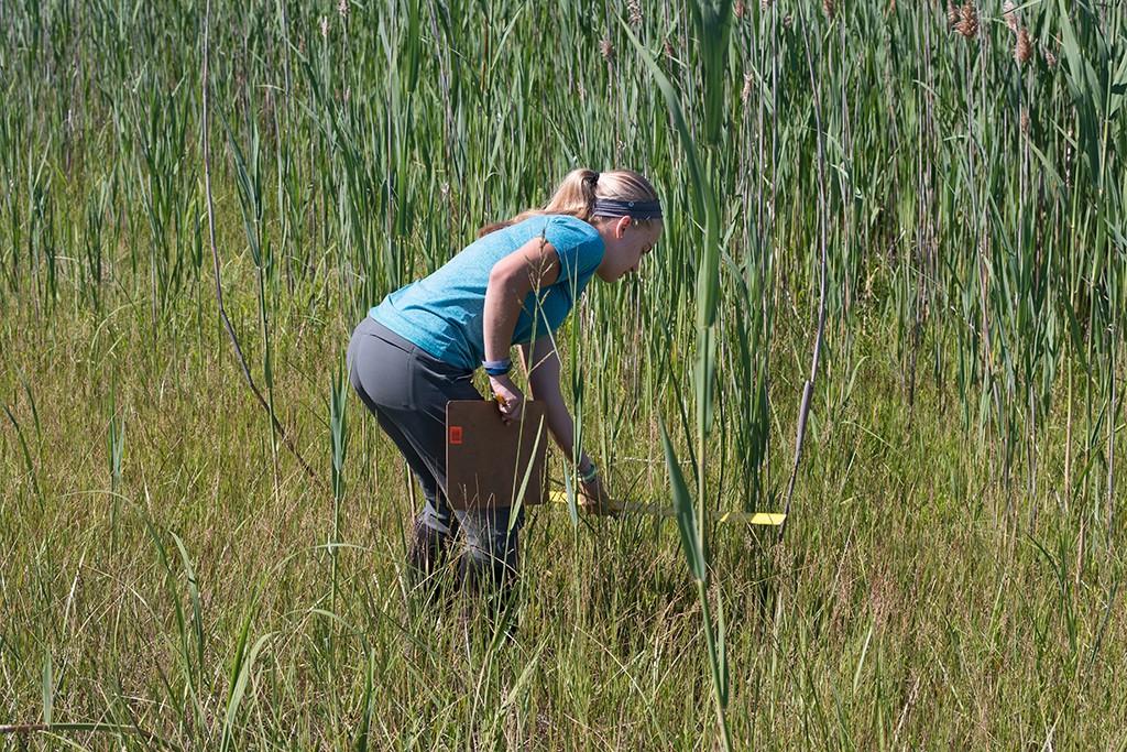 一个学生在测量田地里的草