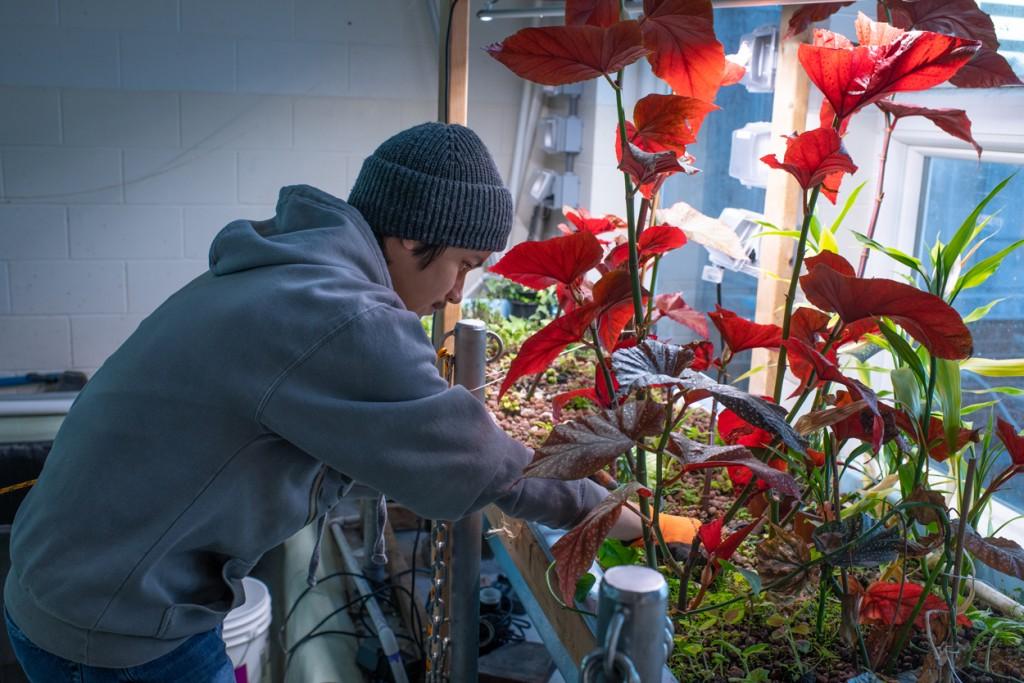 A student checking on tall, red aquatic plants