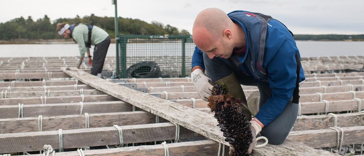 A student and employee work at a seaweed aquaculture facility