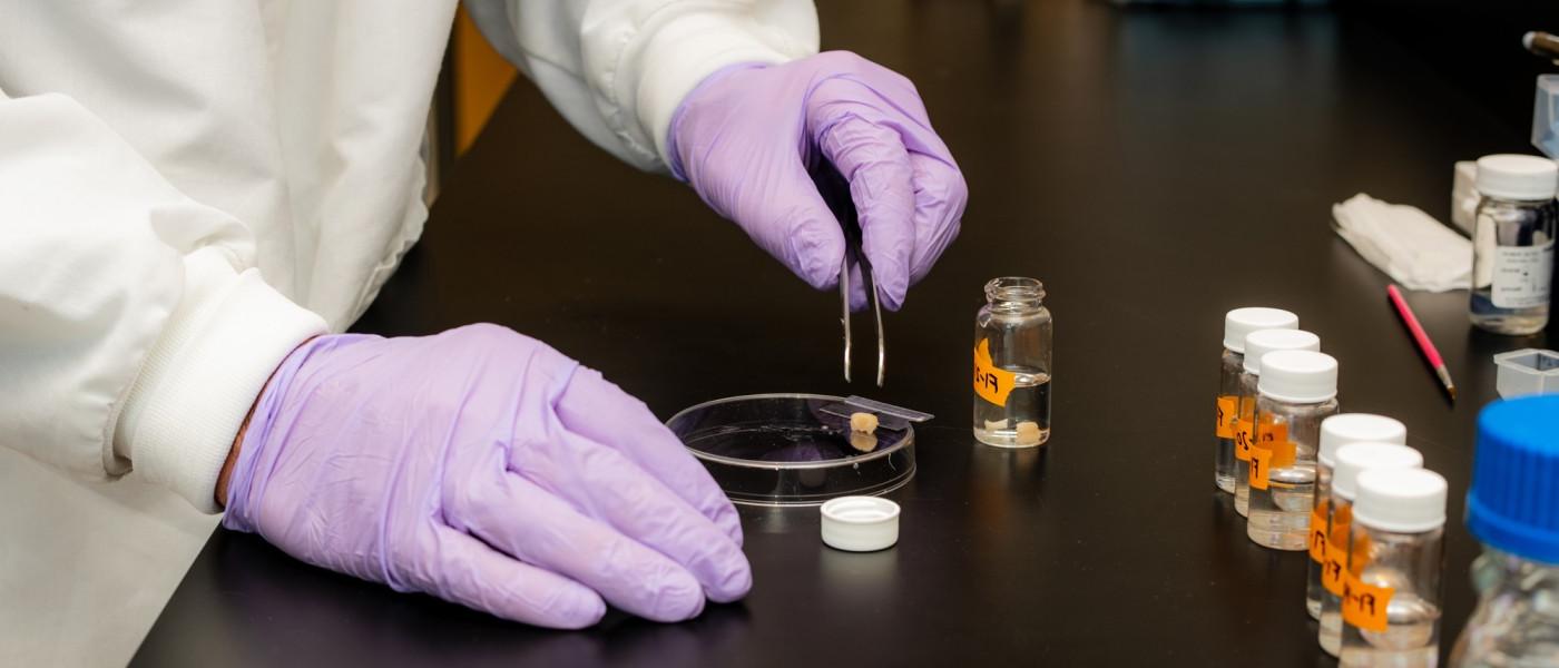 A close-up of hands in purple latex gloves holding tweezers to pick up a specimen from a petri dish