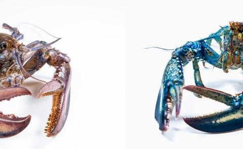 Two lobsters are shown against a white background